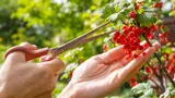 Подкармливаю смородину осенью и собираю урожай килограммами: одна ложка оживила все кусты