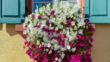 Не люблю капризные растения и сажаю на даче эти цветы: море нежных колокольчиков, которые не требуют ухода