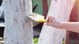 Теперь понятно, зачем в СССР белили деревья. В этом был особый смысл — забота о природе здесь ни при чем