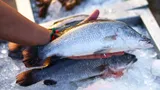 Эти советы помогут выбрать свежую рыбу на рынке или в магазине — и сохранить ваше здоровье