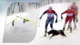 Собака вмешалась в исход лыжного марафона на чемпионате России. Крупицкая вовремя среагировала и легко взяла золото
