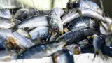 Только в СССР можно было купить эту редкую рыбу: теперь ее не найдешь в магазинах — куда пропала та самая иваси